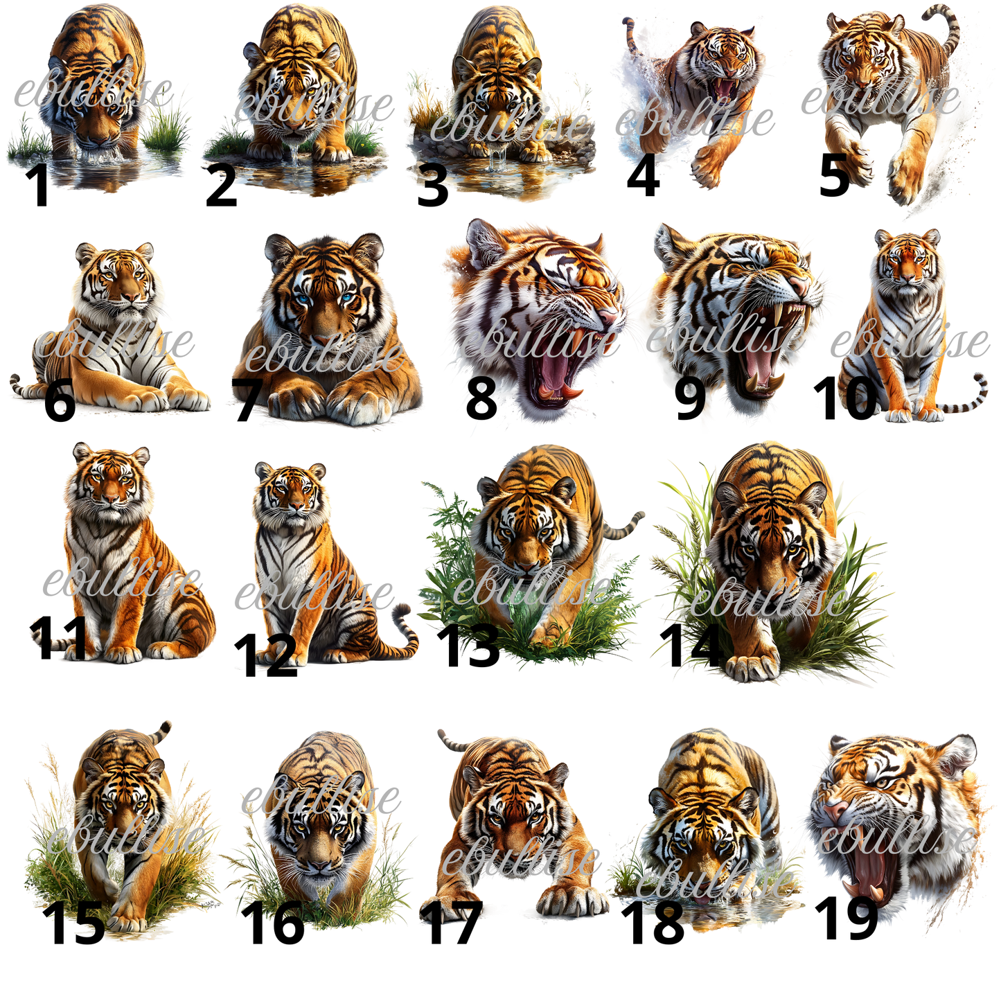 tigres majestueux