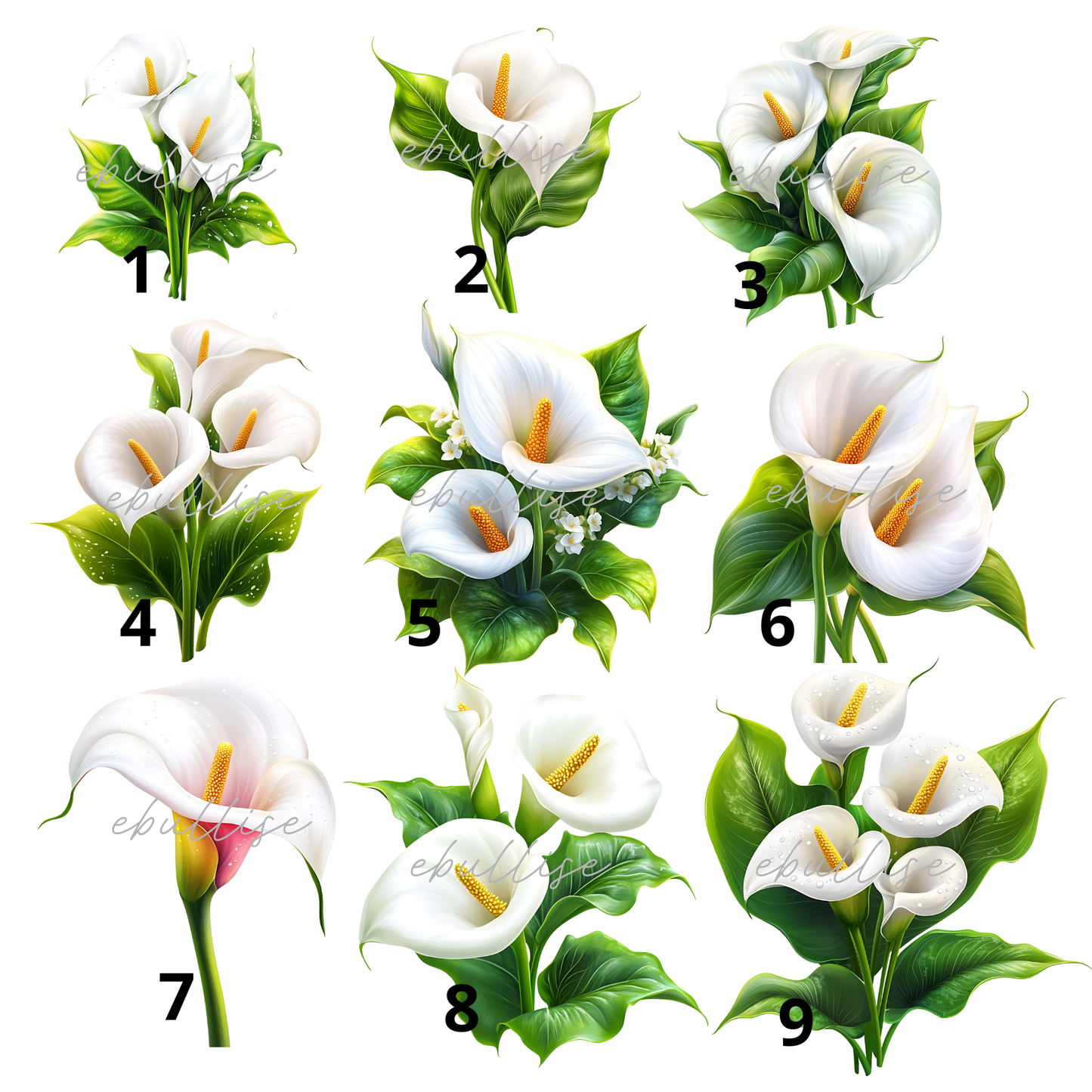 les arums
