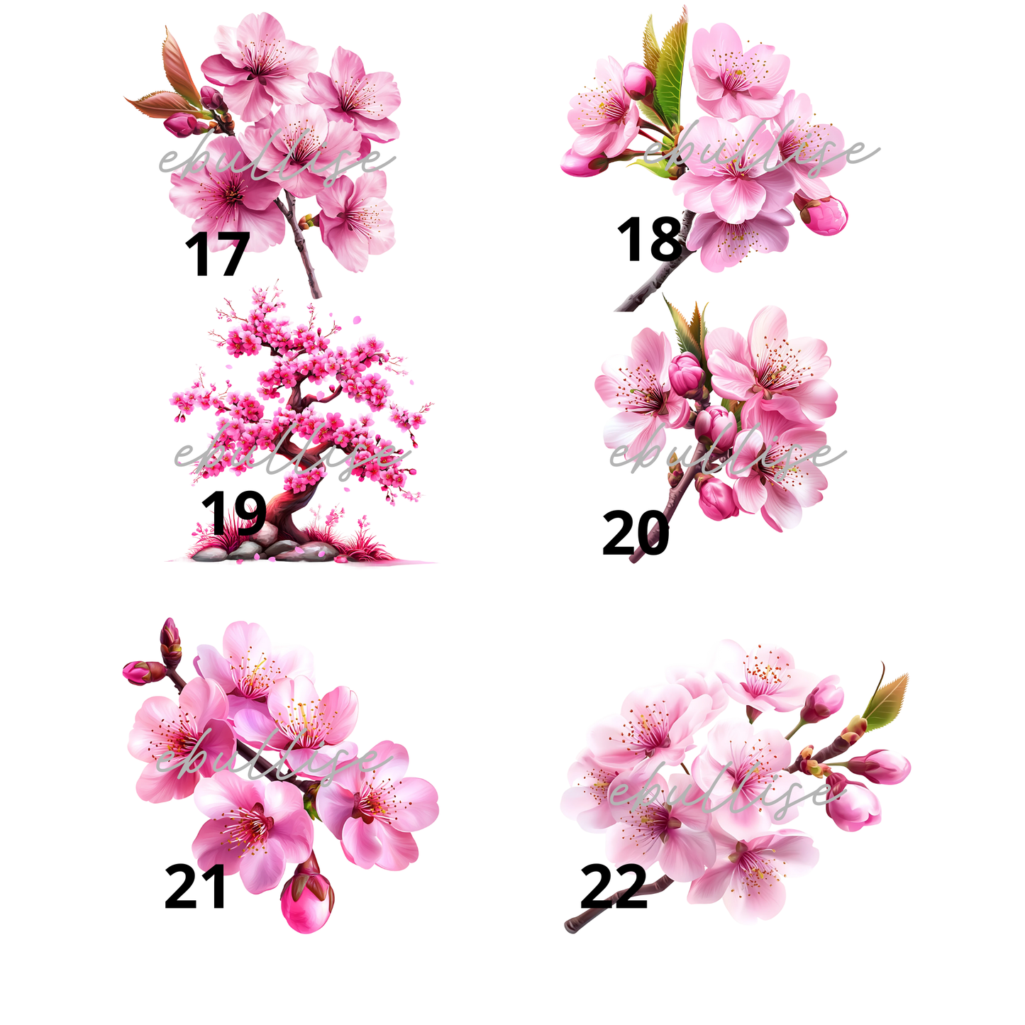 les fleurs de sakura